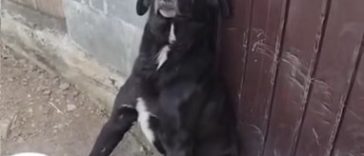 Prahova: Bărbat reţinut sub acuzaţia că a ucis un câine. Ancheta poliţiei, deschisă după ce o asociaţie a făcut public cazul
