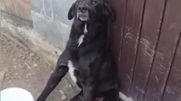 Prahova: Bărbat reţinut sub acuzaţia că a ucis un câine. Ancheta poliţiei, deschisă după ce o asociaţie a făcut public cazul