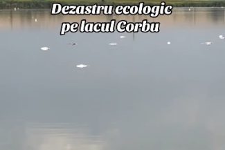 Constanţa: Sute de peşti au murit în lacul Corbu / Autorităţile au prelevat probe de apă, dar şi de peşte pentru analiză / Specialiştii au două posibile cauze ale mortalităţii piscicole: temperaturile ridicate sau o posibilă poluare – VIDEO