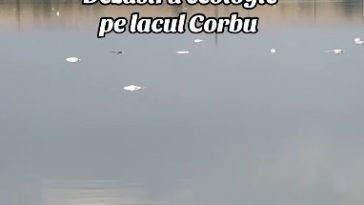 Constanţa: Sute de peşti au murit în lacul Corbu / Autorităţile au prelevat probe de apă, dar şi de peşte pentru analiză / Specialiştii au două posibile cauze ale mortalităţii piscicole: temperaturile ridicate sau o posibilă poluare – VIDEO