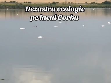 Constanţa: Sute de peşti au murit în lacul Corbu / Autorităţile au prelevat probe de apă, dar şi de peşte pentru analiză / Specialiştii au două posibile cauze ale mortalităţii piscicole: temperaturile ridicate sau o posibilă poluare – VIDEO
