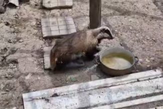 Bursuc filmat într-o gospodărie din judeţul Bacău – S-a plimbat prin adăpostul găinilor liniştit, fără a produce nicio pagubă / Proprietarii gorpodăriei l-au prins cu grijă şi l-au eliberat în pădure – VIDEO