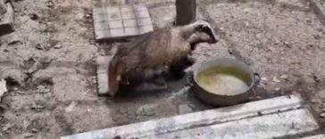 Bursuc filmat într-o gospodărie din judeţul Bacău – S-a plimbat prin adăpostul găinilor liniştit, fără a produce nicio pagubă / Proprietarii gorpodăriei l-au prins cu grijă şi l-au eliberat în pădure  – VIDEO