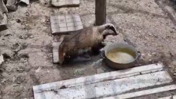 Bursuc filmat într-o gospodărie din judeţul Bacău – S-a plimbat prin adăpostul găinilor liniştit, fără a produce nicio pagubă / Proprietarii gorpodăriei l-au prins cu grijă şi l-au eliberat în pădure  – VIDEO