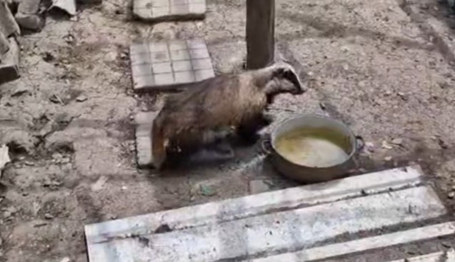 Bursuc filmat într-o gospodărie din judeţul Bacău – S-a plimbat prin adăpostul găinilor liniştit, fără a produce nicio pagubă / Proprietarii gorpodăriei l-au prins cu grijă şi l-au eliberat în pădure – VIDEO