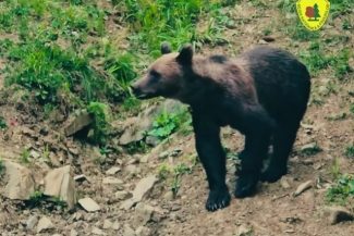 Rară întâlnire între un urs şi un mistreţ, surprinsă în apropierea unei hrănitori amenajate într-o pădure din judeţul Suceava – VIDEO