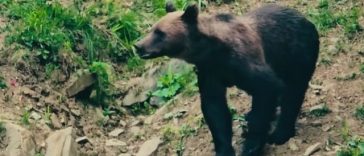 Rară întâlnire între un urs şi un mistreţ, surprinsă în apropierea unei hrănitori amenajate într-o pădure din judeţul Suceava – VIDEO