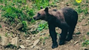 Rară întâlnire între un urs şi un mistreţ, surprinsă în apropierea unei hrănitori amenajate într-o pădure din judeţul Suceava – VIDEO