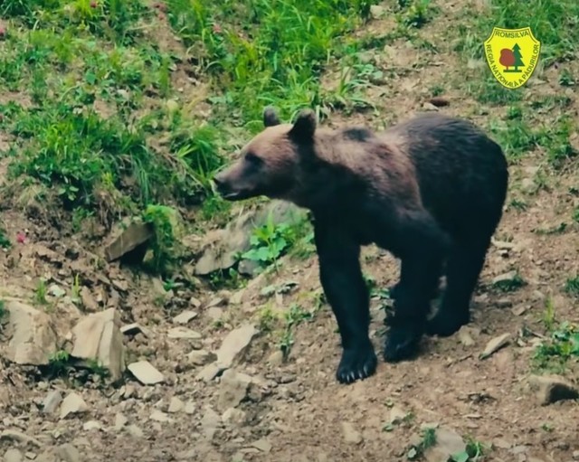 Rară întâlnire între un urs şi un mistreţ, surprinsă în apropierea unei hrănitori amenajate într-o pădure din judeţul Suceava – VIDEO