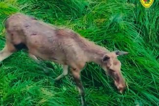 Proiect de revenire a elanului în fauna României, după mai bine de două secole de absenţă – Un mascul şi trei femele, aduse în Parcul Natural Vânători Neamţ / Romsvilva: Se acomodează din ce în ce mai bine cu mediul înconjurător – VIDEO