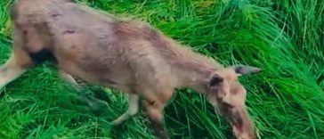 Proiect de revenire a elanului în fauna României, după mai bine de două secole de absenţă – Un mascul şi trei femele, aduse în Parcul Natural Vânători Neamţ / Romsvilva: Se acomodează din ce în ce mai bine cu mediul înconjurător – VIDEO