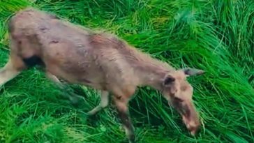 Proiect de revenire a elanului în fauna României, după mai bine de două secole de absenţă – Un mascul şi trei femele, aduse în Parcul Natural Vânători Neamţ / Romsvilva: Se acomodează din ce în ce mai bine cu mediul înconjurător – VIDEO