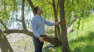 Ciucu, după ce „a luat la pas” Parcul Herăstrău, aflat în proces de reamenajare: „Ne pasă foarte mult de arborii de pe malul lacului. Strategia va fi să evaluăm fiecare copac în parte şi să aplicăm soluţii personalizate
