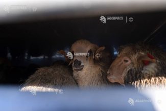 ANSVSA instituie carantină națională de 30 de zile pentru ovine și caprine