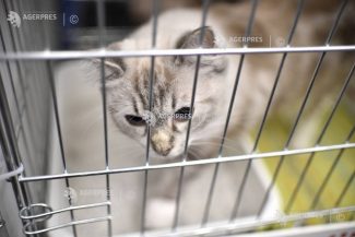 Cluj: Zeci de absolvenți ai USAMV și cadre didactice vor steriliza gratuit pisicile și câinii doritorilor