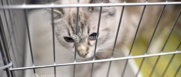 Cluj: Zeci de absolvenți ai USAMV și cadre didactice vor steriliza gratuit pisicile și câinii doritorilor