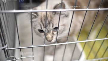 Cluj: Zeci de absolvenți ai USAMV și cadre didactice vor steriliza gratuit pisicile și câinii doritorilor
