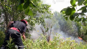 Tulcea: Circa 22 de hectare de pădure de pe malul Dunării, afectate de un incendiu