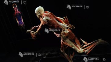 Gunther von Hagens, anatomistul german care expunea cadavre ”plastinate”, a decedat la 81 de ani