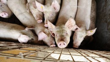 APCPR: Adoptarea măsurilor pentru limitarea răspândirii virusului pestei porcine africane, un pas important în consolidarea biosecurității