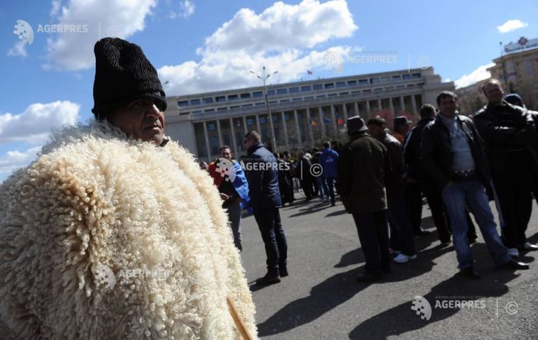 Zeci de fermieri din Botoșani vor participa la un protest al crescătorilor de ovine care va avea loc la București
