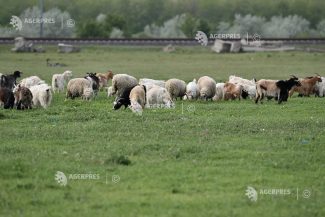 Scădere semnificativă a producției de carne și a numărului de sacrificări la ovine și caprine, în mai 2026