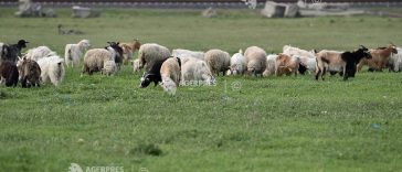 Scădere semnificativă a producției de carne și a numărului de sacrificări la ovine și caprine, în mai 2026