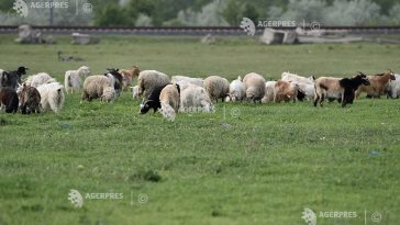 Scădere semnificativă a producției de carne și a numărului de sacrificări la ovine și caprine, în mai 2026