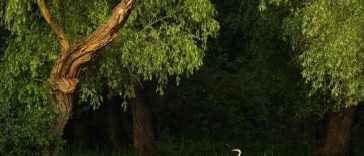 Expoziţia de fotografie „Delta Sălbatică”, semnată de artistul Dan Dinu, la Madrid