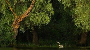 Expoziţia de fotografie „Delta Sălbatică”, semnată de artistul Dan Dinu, la Madrid