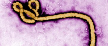 Peste 1.000 de cazuri noi de Ebola au fost înregistrate în zece zile în RDC