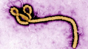Peste 1.000 de cazuri noi de Ebola au fost înregistrate în zece zile în RDC