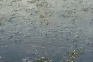 Cea mai mare efemeridă din Europa, în Parcul Natural Lunca Mureşului/ VIDEO
