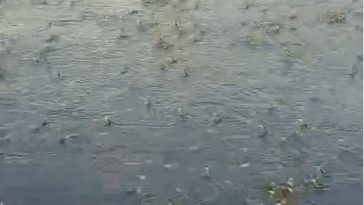 Cea mai mare efemeridă din Europa, în Parcul Natural Lunca Mureşului/ VIDEO