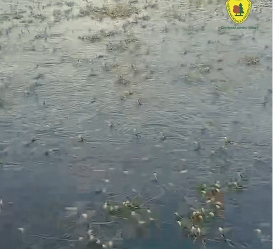Cea mai mare efemeridă din Europa, în Parcul Natural Lunca Mureşului/ VIDEO