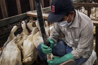 Brazilia interzice vânzarea de foie gras. Reprezentanţii francezi ai sectorului denunţă o „primă încălcare” a acordului Mercosur