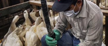 Brazilia interzice vânzarea de foie gras. Reprezentanţii francezi ai sectorului denunţă o „primă încălcare” a acordului Mercosur