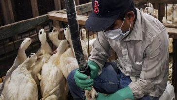 Brazilia interzice vânzarea de foie gras. Reprezentanţii francezi ai sectorului denunţă o „primă încălcare” a acordului Mercosur