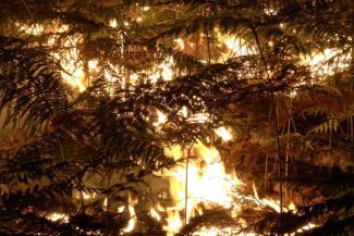 Pompierii luptă în continuare cu incendiul din pădurea Fontainebleau, de lângă Paris. Două persoane au fost arestate