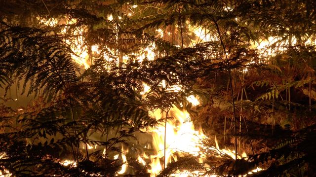 Pompierii luptă în continuare cu incendiul din pădurea Fontainebleau, de lângă Paris. Două persoane au fost arestate
