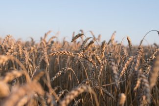 Recolta de grâu din 2026 din Franţa va fi mai redusă cu 4 la sută faţă de 2025 din cauza valurilor de caniculă