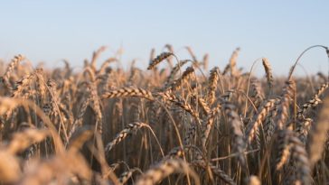 Recolta de grâu din 2026 din Franţa va fi mai redusă cu 4 la sută faţă de 2025 din cauza valurilor de caniculă