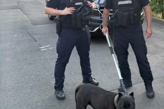Intervenţie a jandarmilor din Tulcea, în urma unei sesizări privind un câine cu comportament agresiv, cel mai probabil din rasa Amstaff – FOTO