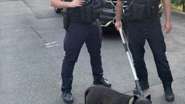 Intervenţie a jandarmilor din Tulcea, în urma unei sesizări privind un câine cu comportament agresiv, cel mai probabil din rasa Amstaff – FOTO