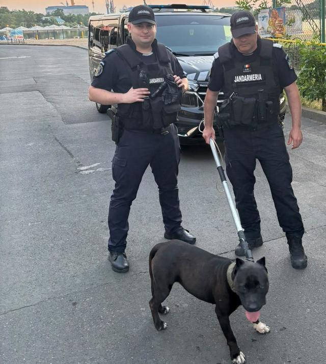 Intervenţie a jandarmilor din Tulcea, în urma unei sesizări privind un câine cu comportament agresiv, cel mai probabil din rasa Amstaff – FOTO