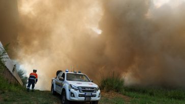Cum au folosit piromanii pisicile pentru a răspândi incendiile forestiere în Italia