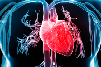 O bacterie din cavitatea bucală, asociată cu procesul de calcificare a valvei aortice