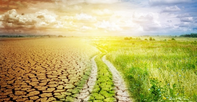 Ministerul Agriculturii: Aproximativ 24.000 de hectare de culturi agricole sunt afectate de secetă în Arad, Bihor şi Timiş. Despăgubire de 100 de euro/ha pentru 2025