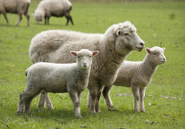 ANSVSA: Sesizare penală pentru fraude în sistemul de trasabilitate a animalelor la o fermă de ovine din Cluj. Animalele erau în viaţă, deşi în baza de date electronică apăreau ca fiind ucise în Tulcea. Se extind controalele