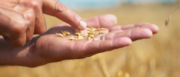 Fondul de investiţii GEM Global Yield, cu sediul în New York, intră în acţionariatul Norofert. Dezvoltarea pe pieţele din Statele Unite şi Brazilia, prioritară